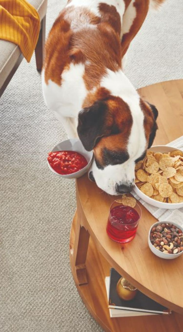 dog knocking salsa onto pet friendly carpet